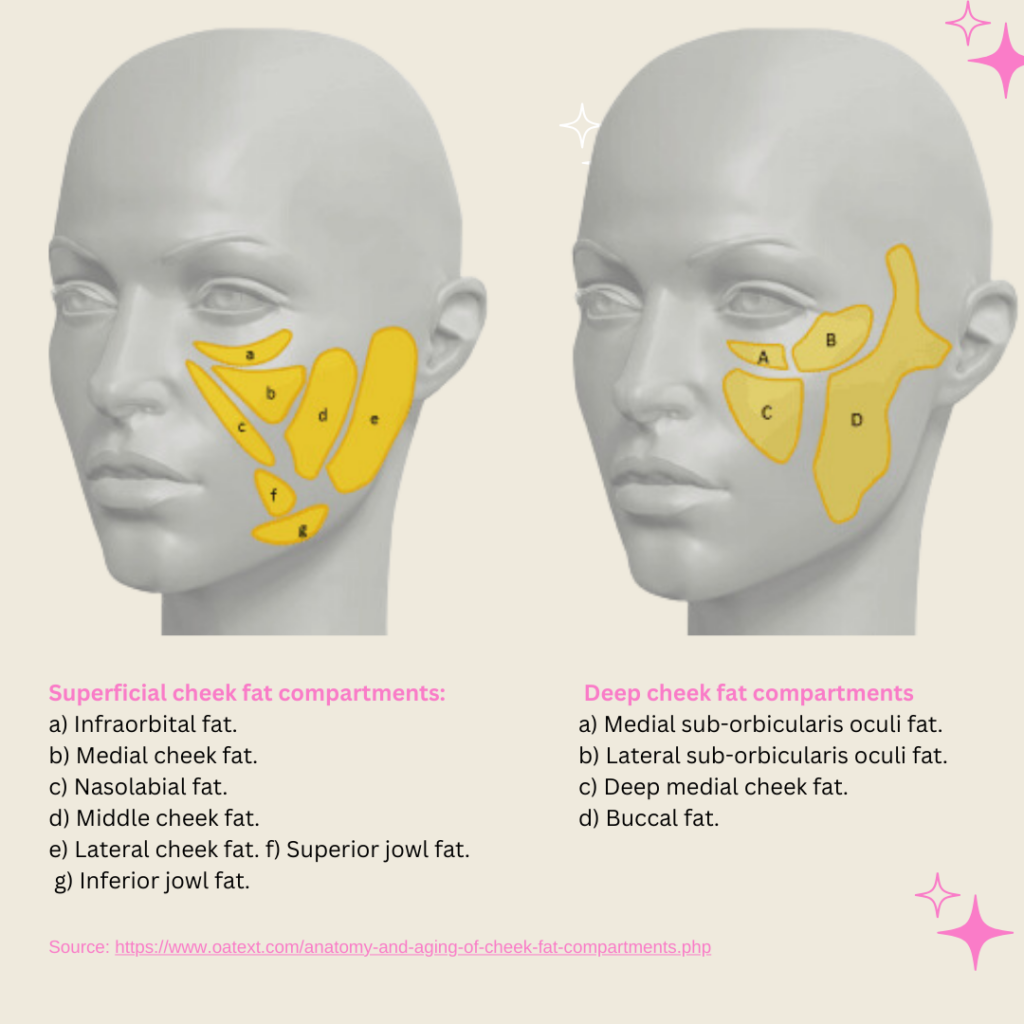 to understand facial fat transfer and which part fat will be injected, we post picture with 2 heads on which anatomy of facial fat compartments is shown. 